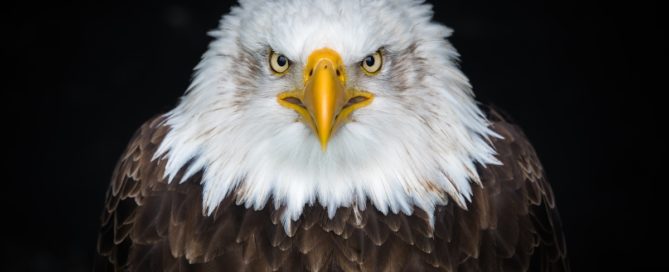 eagle-defines-immigration-jpg