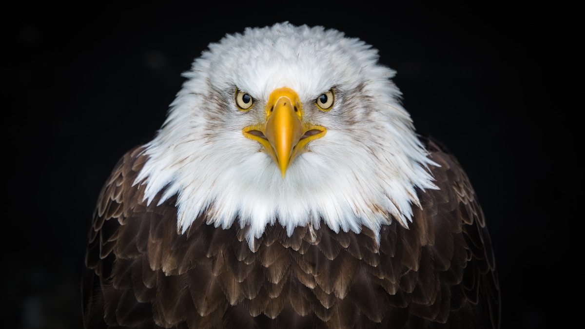 eagle-defines-immigration-jpg