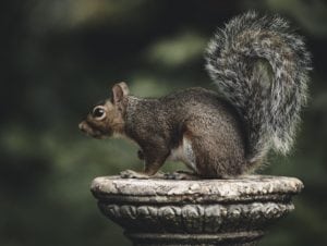 squirrel-on-entangled-path-jpg